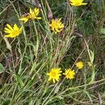 Tragopogon pratensis Хабит