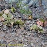 Aeonium nobile Habit