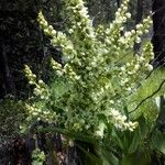 Veratrum californicum Flor