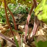 Podophyllum difforme Casca