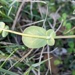 Coronilla scorpioides List