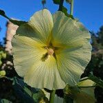 Alcea rosea Flower