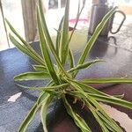 Chlorophytum comosumপাতা