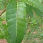Schinus terebinthifolius List