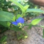 Commelina communis Kwiat