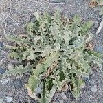 Verbascum undulatum Leaf