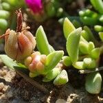 Delosperma sutherlandii Habitatea