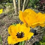 Tulipa spp. Fiore