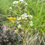 Saxifraga hostii Fula