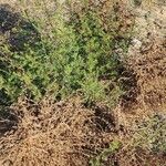 Artemisia scoparia Hàbitat
