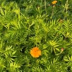 Tagetes tenuifolia Квітка