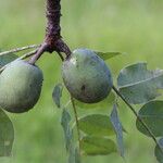 Sclerocarya birrea Плод