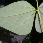 Erythrina lanceolata Leaf