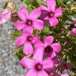 Oxalis articulata Flower