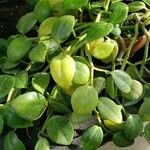 Peperomia serpens Lapas