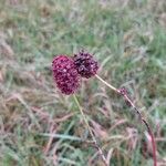 Sanguisorba officinalis Flor