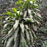 Dracaena fragrans Hostoa