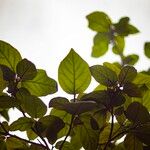 Cordia sebestena Lapas