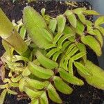 Kalanchoe prolifera Folio