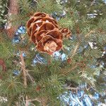 Pseudotsuga macrocarpa Yeri