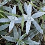 Cerastium tomentosum 叶