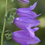 Campanula rapunculoides Kwiat