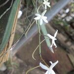 Aerangis calantha Flower