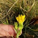 Crepis conyzifolia Λουλούδι