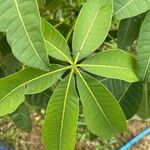 Sterculia foetida 叶