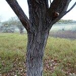 Populus nigra Corteccia