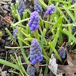 Muscari botryoides Blüte