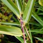 Phyllostachys aurea Hoja