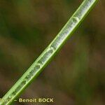 Juncus heterophyllus Bark