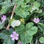 Oxalis violacea পাতা