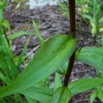 Castilleja miniata Yaprak