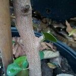 Rhus glauca Corteza