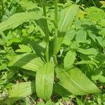 Dactylorhiza fuchsiiBlad