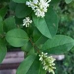 Ligustrum ovalifolium 花