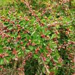 Cotoneaster horizontalisBloem