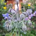 Borago officinalisKvět