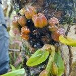 Bulbophyllum elliotii 葉