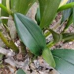 Dendrobium speciosum Leaf