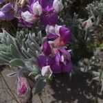 Lathyrus japonicus Цветок