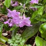 Cardamine pentaphyllos Fleur