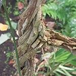 Aristolochia littoralis Bark