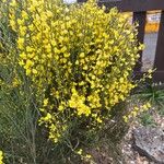 Genista cinerea Flor