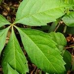 Parthenocissus quinquefoliaഇല