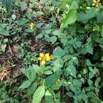Sclerocarpus divaricatus Hoja
