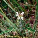 Prunella laciniata Libunga