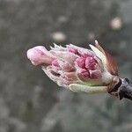 Viburnum × bodnantense Flor